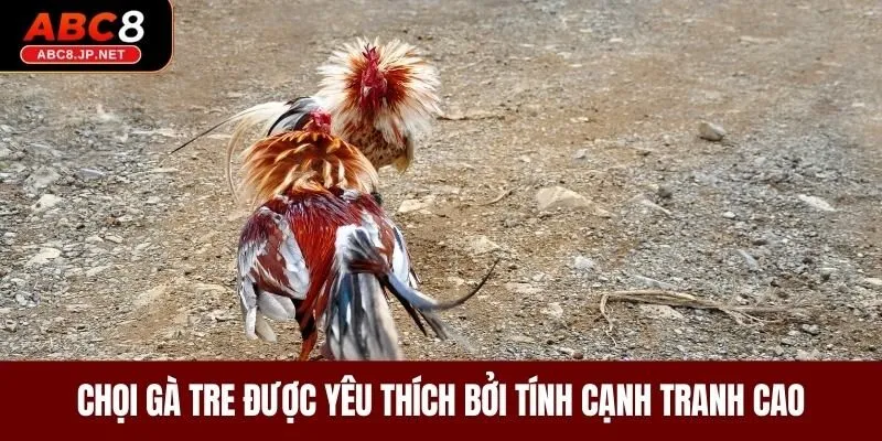 Chọi gà tre được yêu thích bởi tính cạnh tranh cao 
