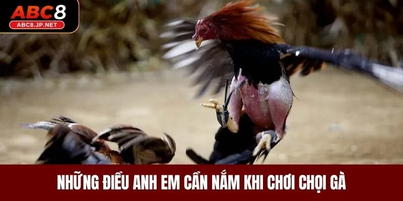 Những điều anh em cần nắm khi chơi chọi gà 