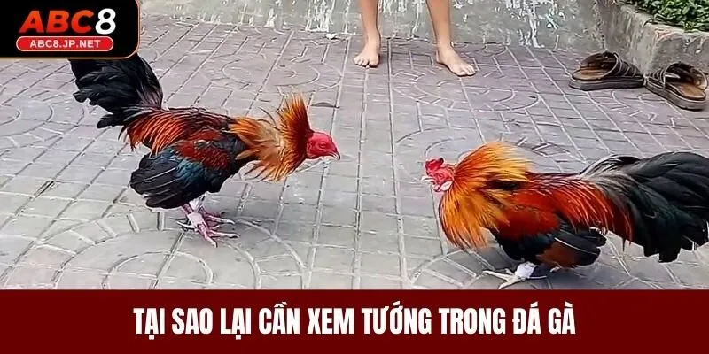 Tại sao lại cần xem tướng trong đá gà 