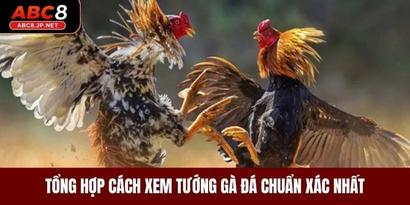 Tổng hợp cách xem tướng gà đá chuẩn xác nhất 